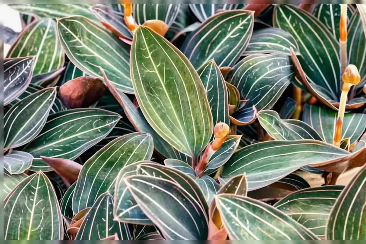 Лудісія строката