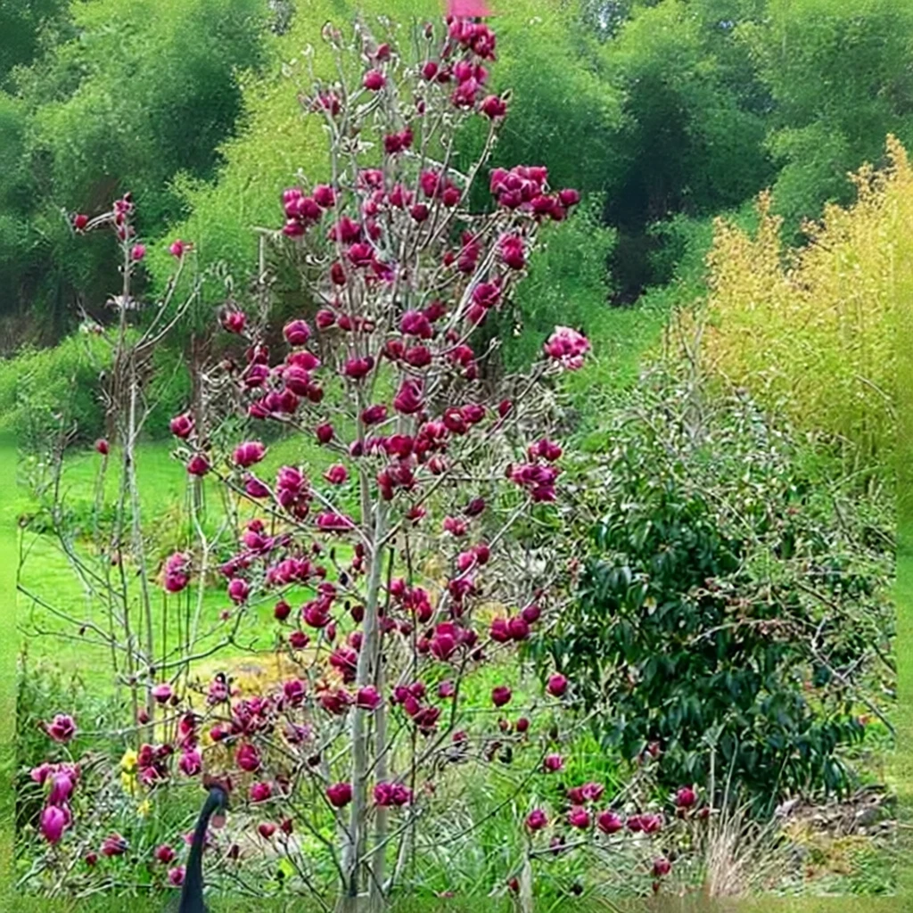 Магнолія Джені