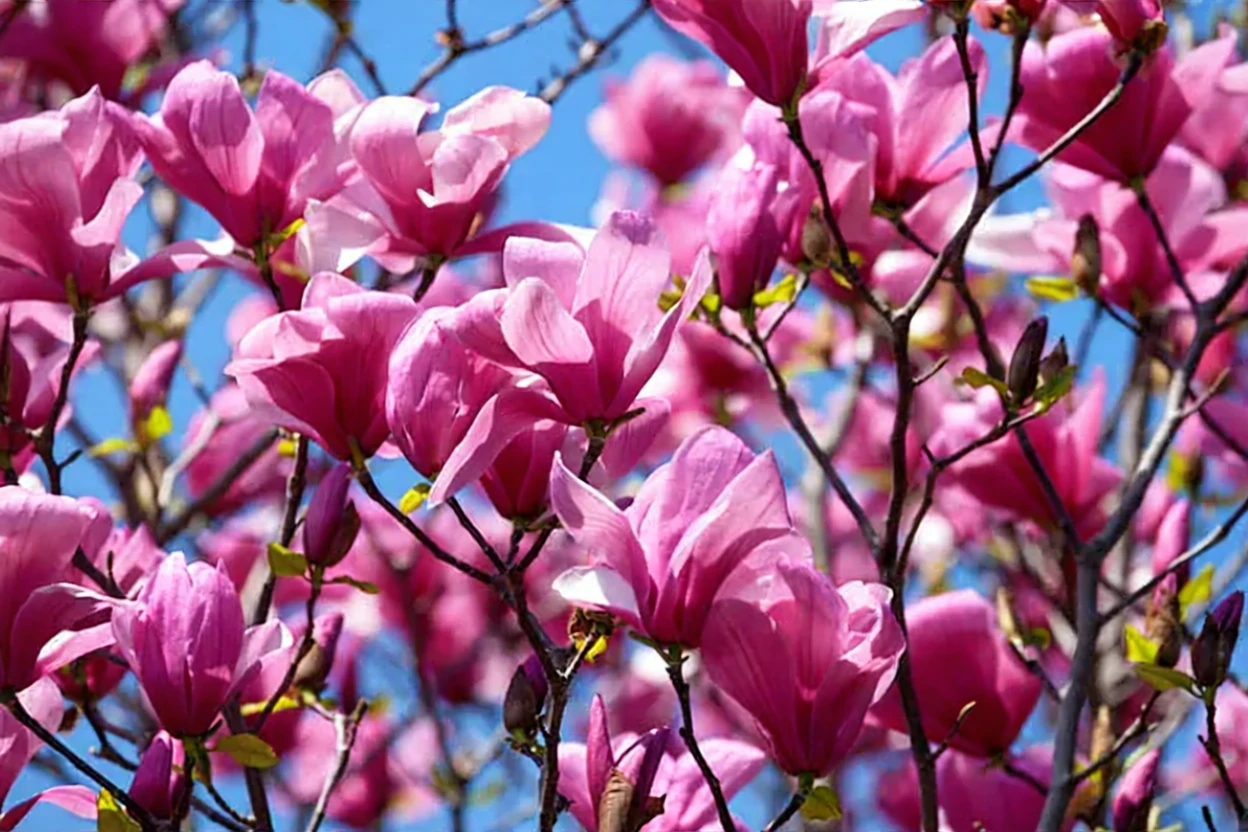 Магнолія Гелаксі