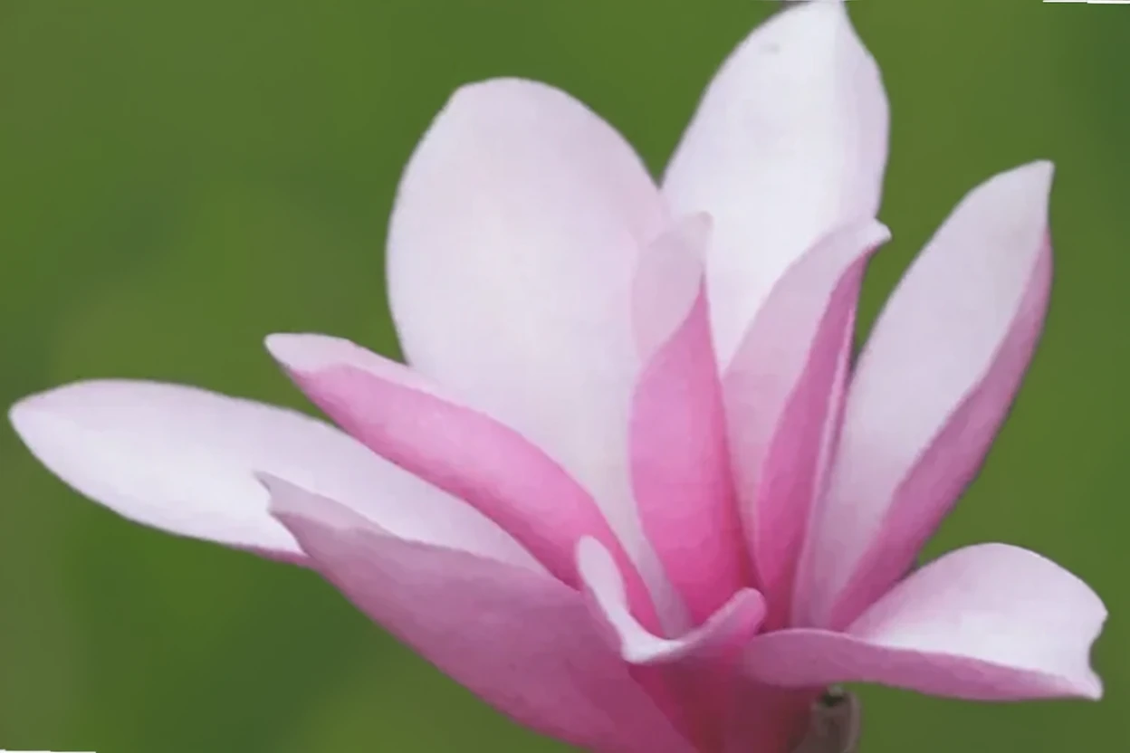 Магнолія гібридна Енн / Magnolia Ann