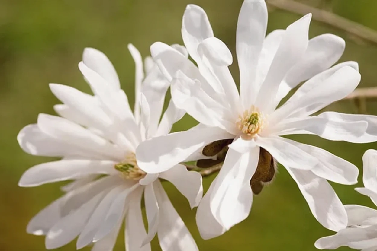 Магнолія Лебнера Енкор