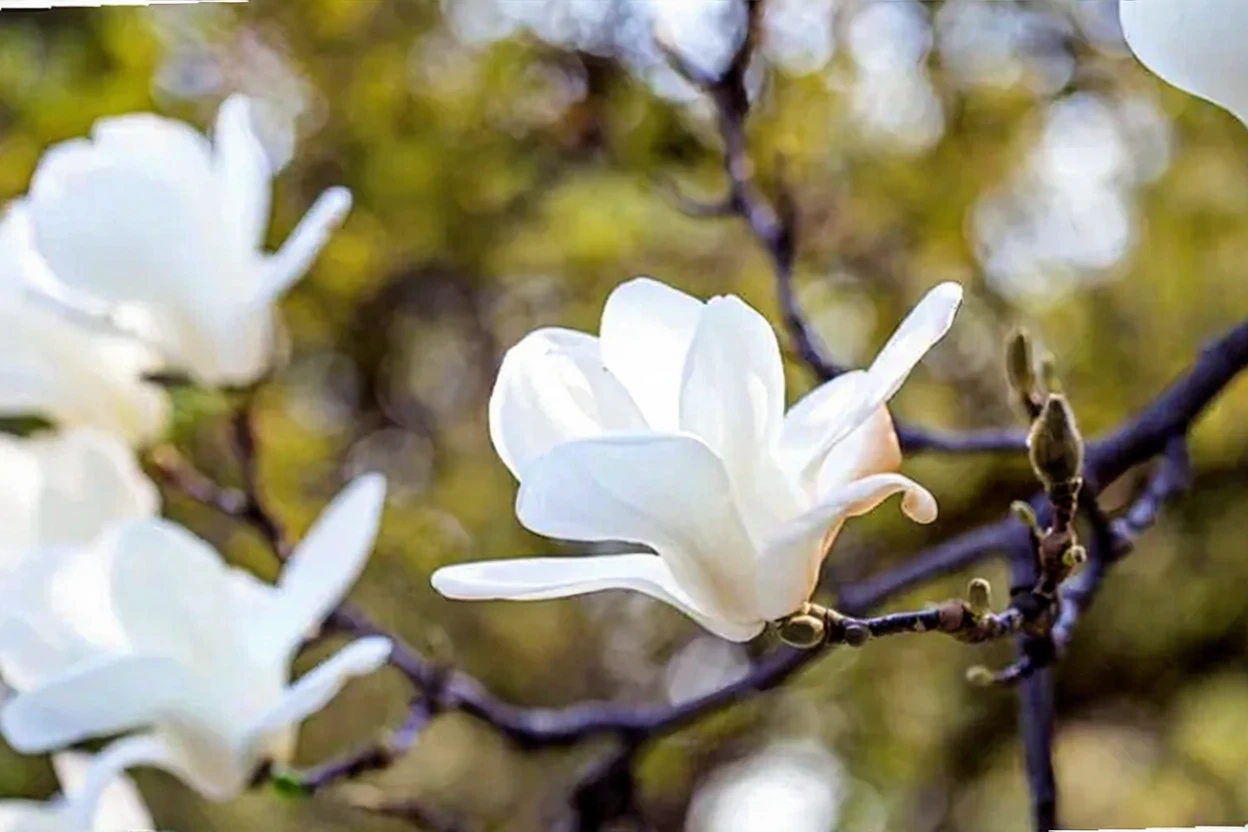 Магнолія оголена