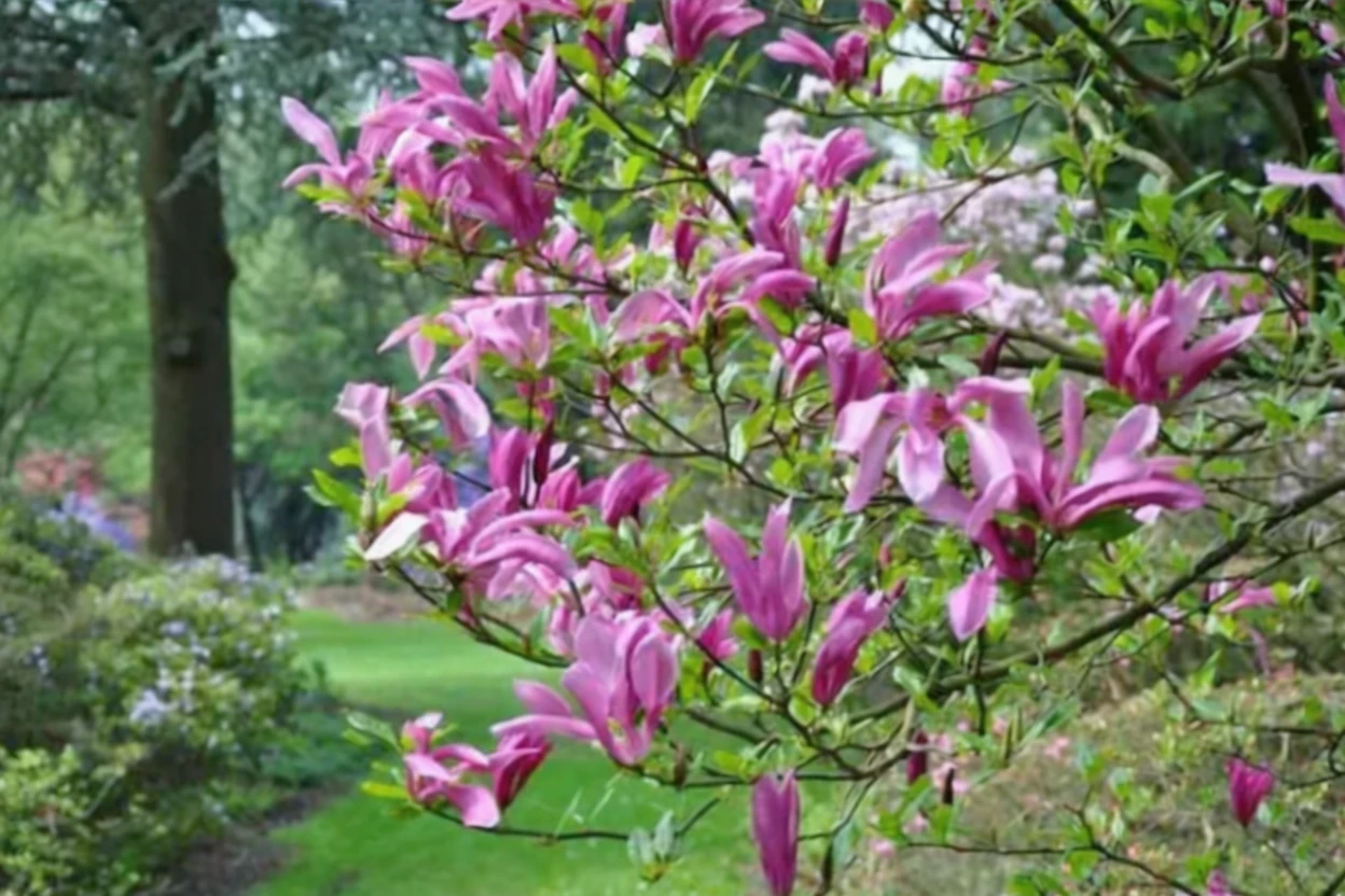 Магнолія Сьюзан