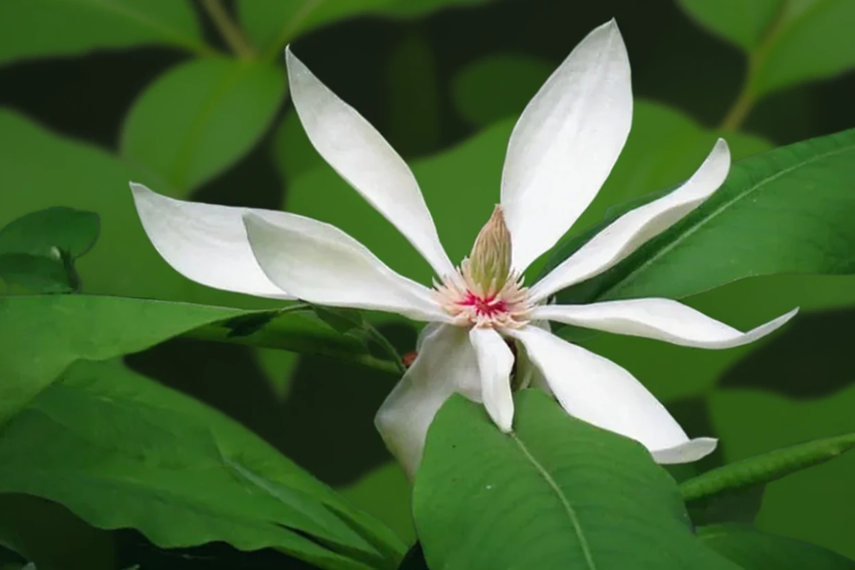 Магнолія трипелюсткова