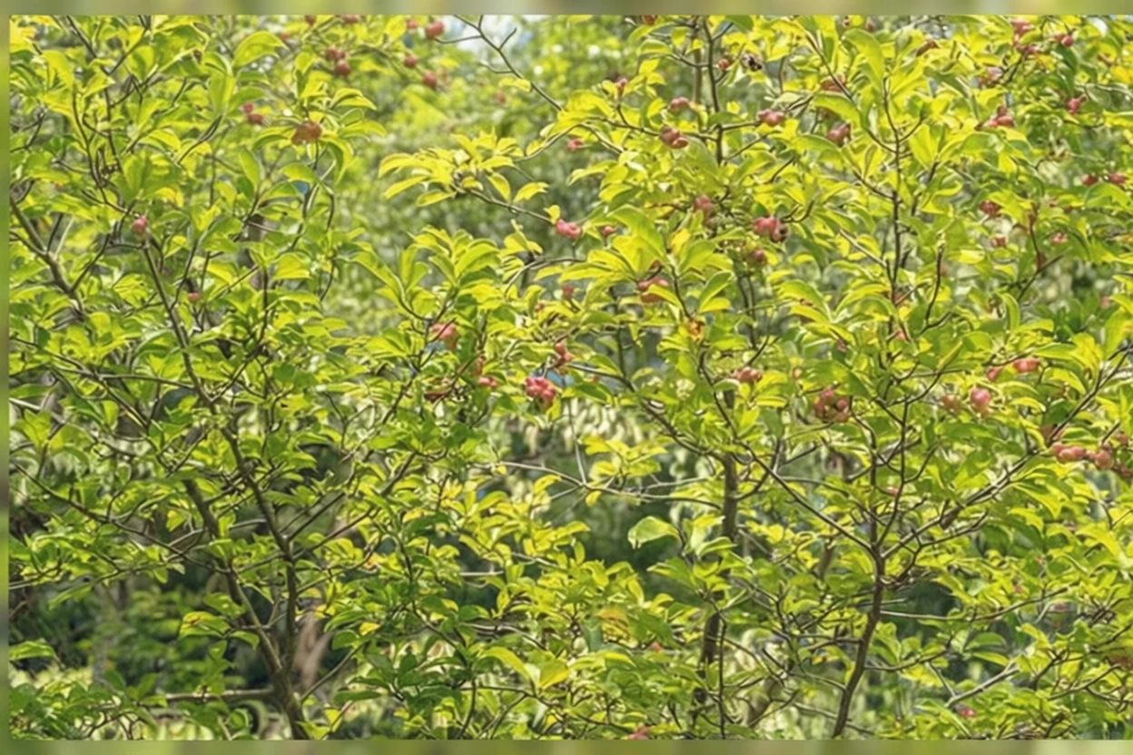 Магнолія верболиста