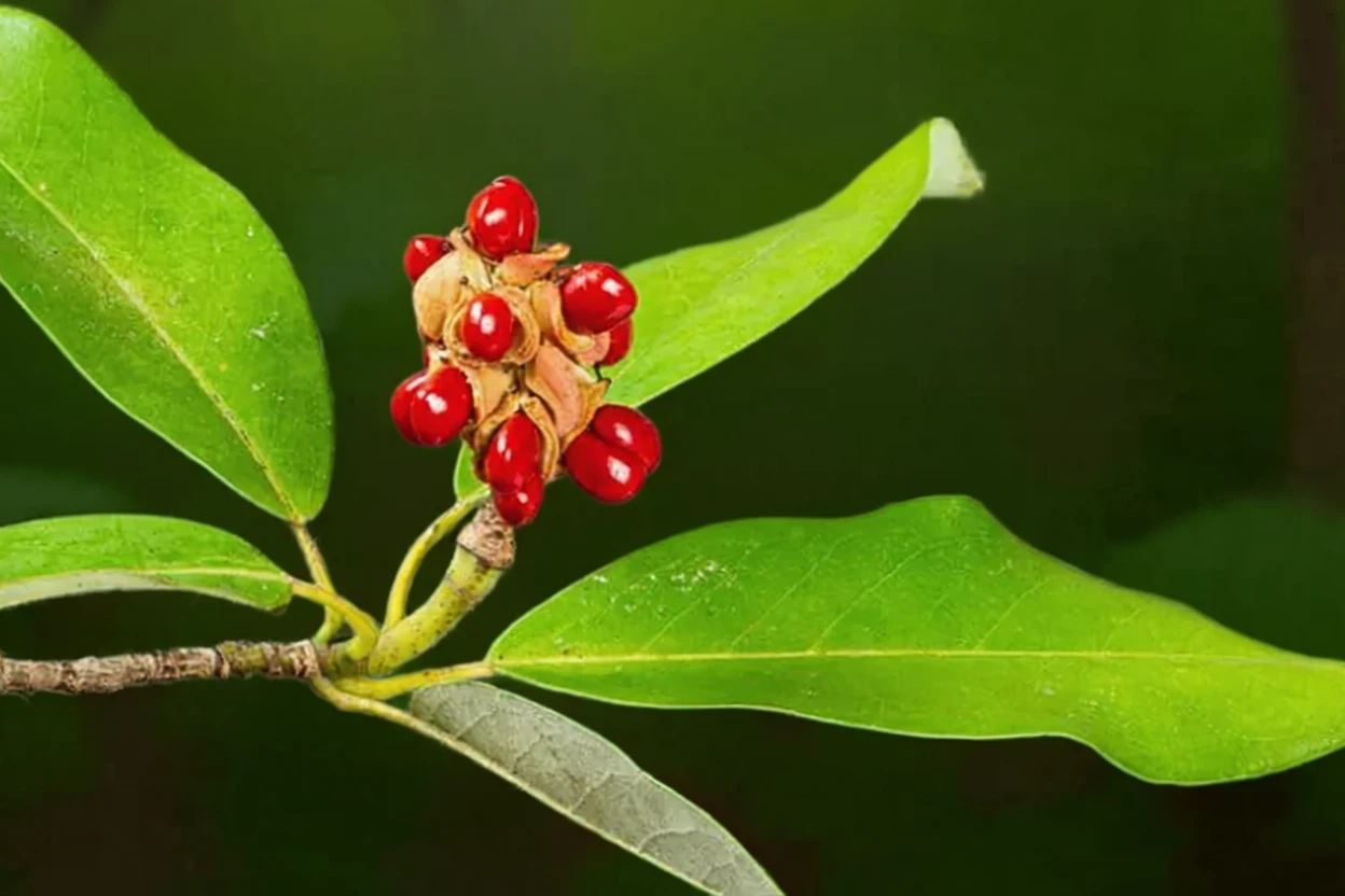 Магнолія віргінська