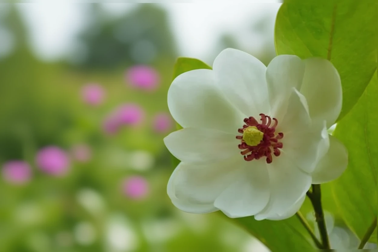 Магнолія Зібольда / Magnolia sieboldii