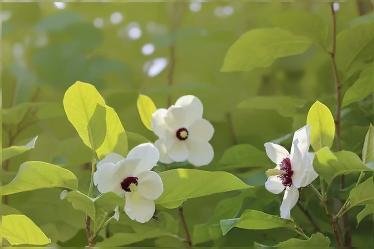 Магнолія Зібольда