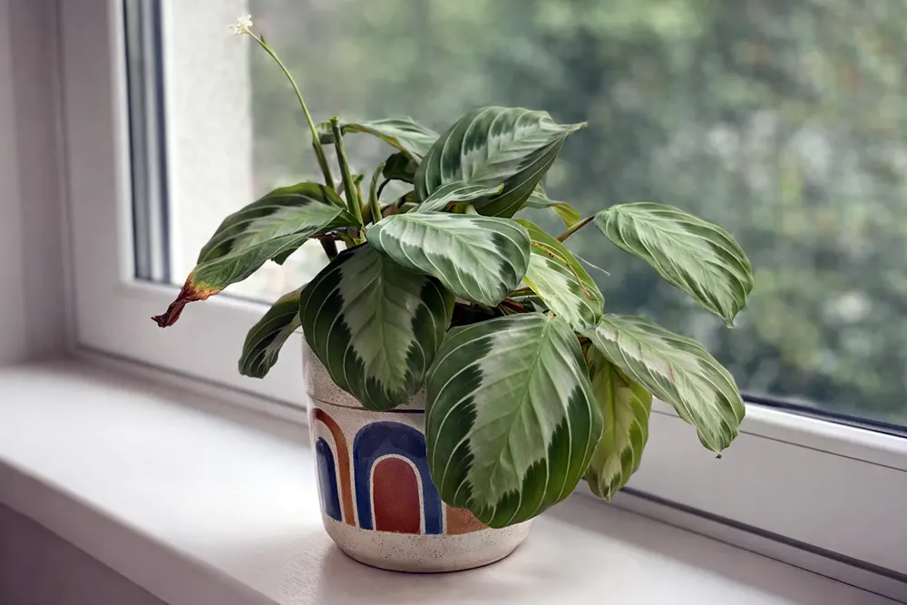 Маранта Сілвер Бенд / Maranta leuconeura Silver Band