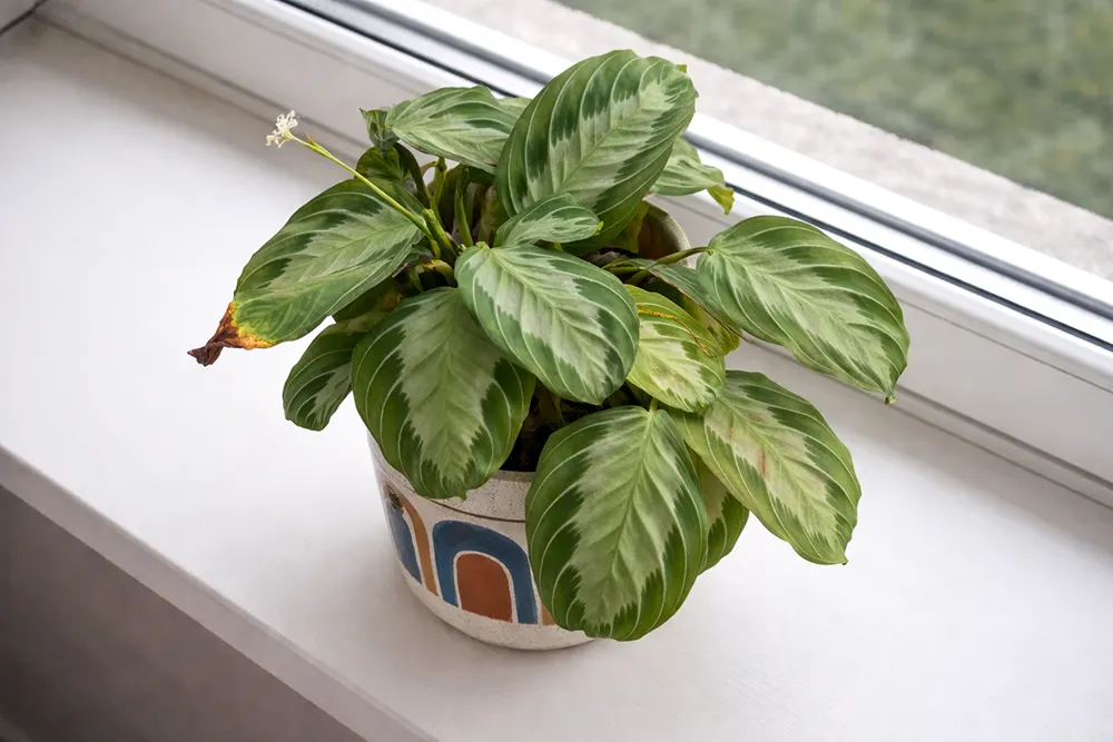 Маранта Сілвер Бенд