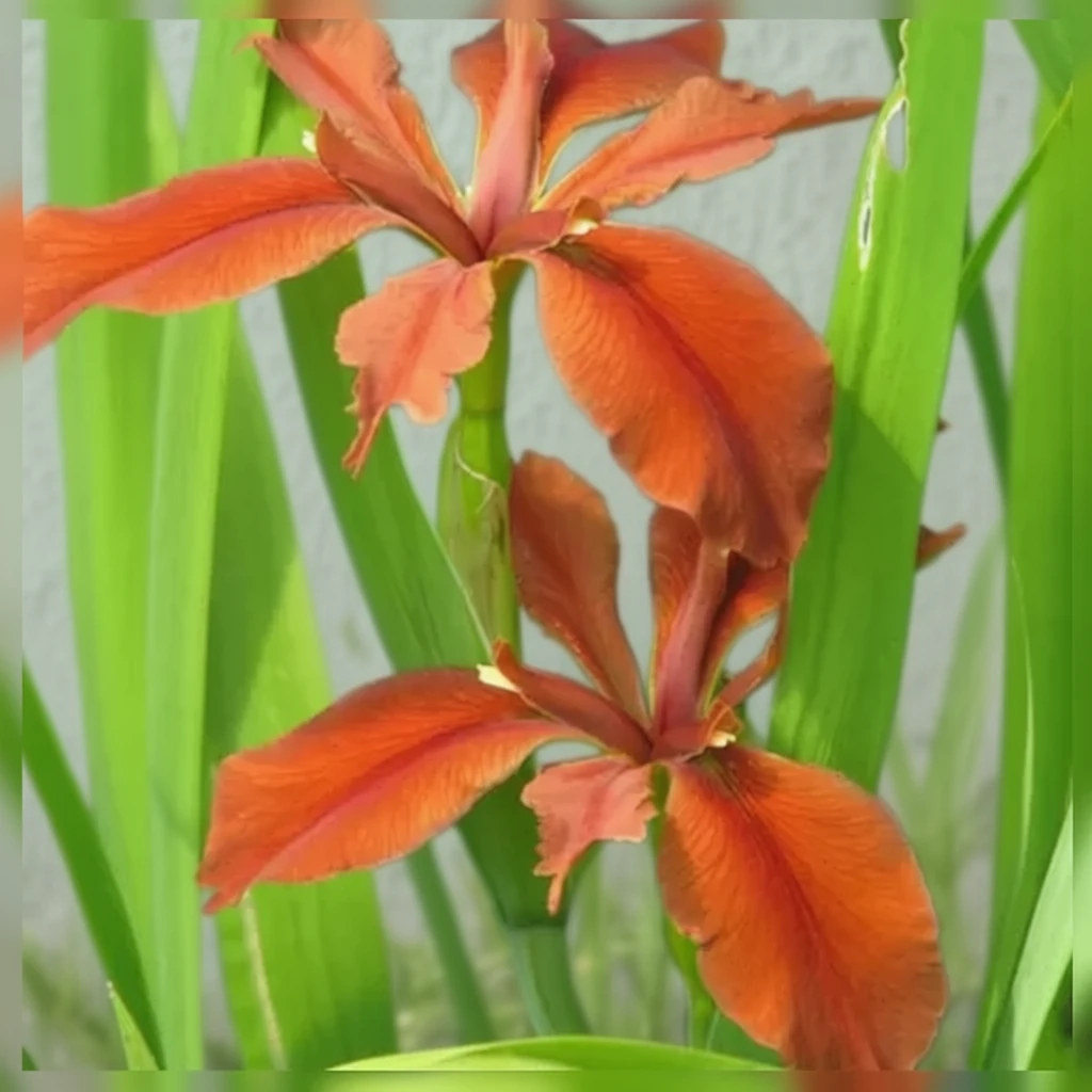 Мідний ірис / Iris fulva