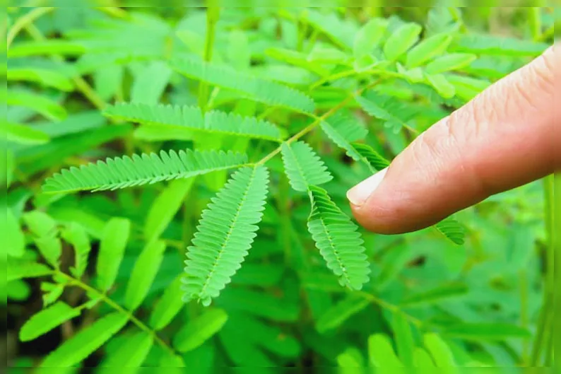 Мімоза соромязлива / Mimosa pudica