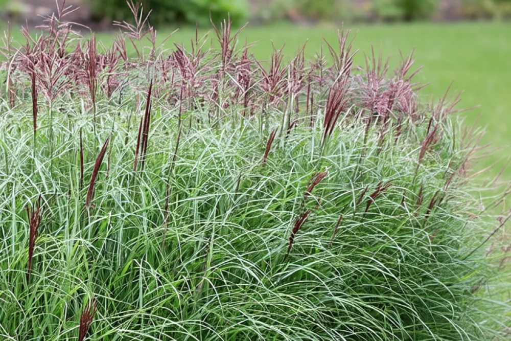 Міскантус Фламінго / Miscanthus sinensis Flamingo
