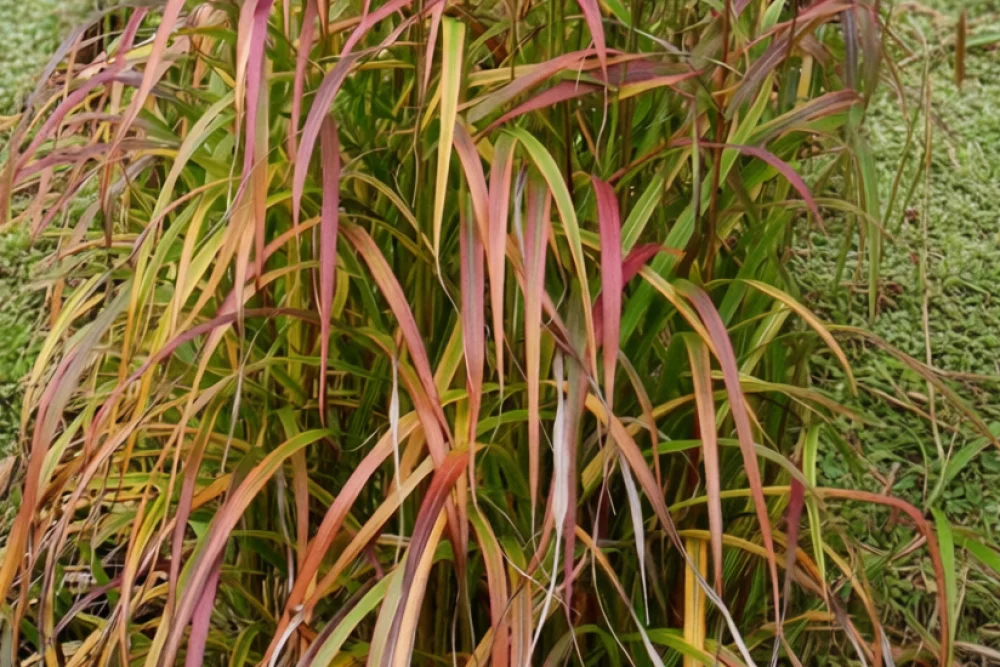 Міскантус Гана / Miscanthus sinensis Ghana