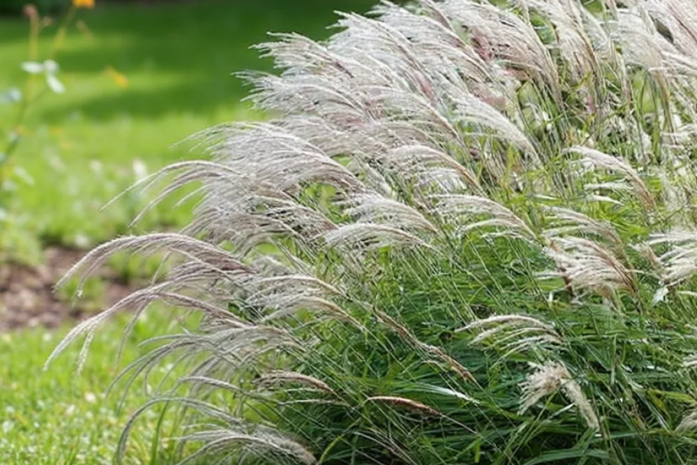 Міскантус Граціллімус / Miscanthus sinensis Gracillimus