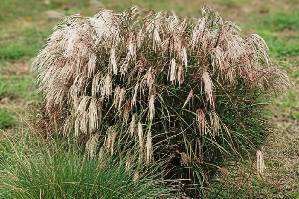 Міскантус Кляйн Фонтан / Miscanthus sinensis Kleine Fontane