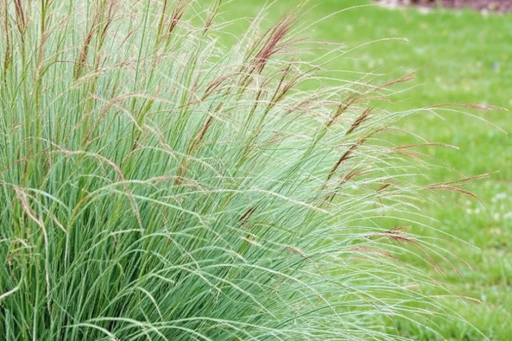 Міскантус Морнінг Лайт / Miscanthus sinensis Morning Light