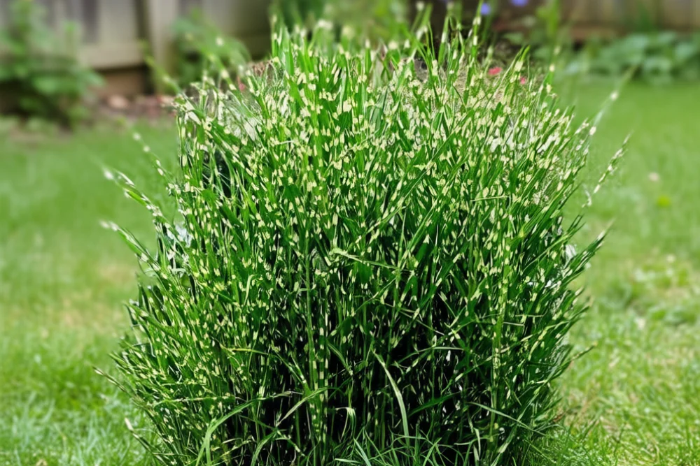 Міскантус Стріктус / Miscanthus sinensis Strictus