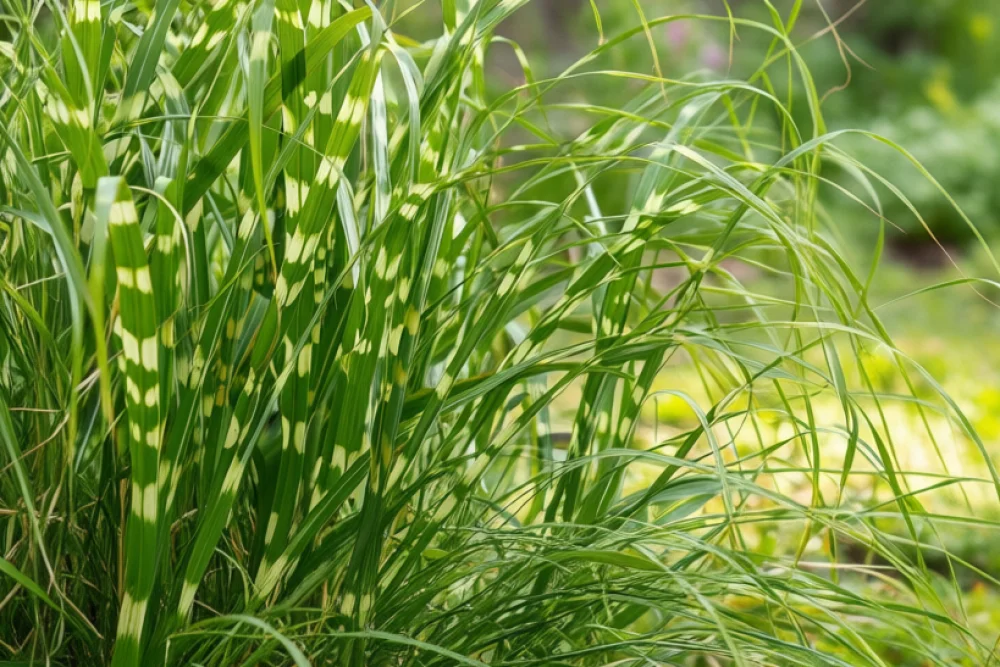 Міскантус Зебрінус / Miscanthus sinensis Zebrinus