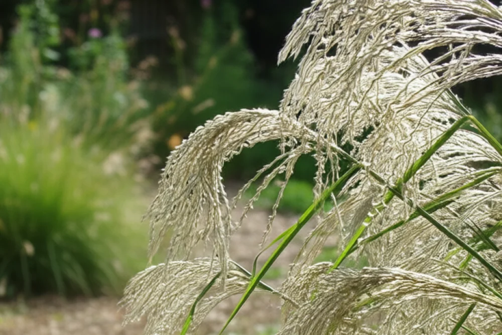 Міскантус Зільберфедер / Miscanthus sinensis Silberfeder
