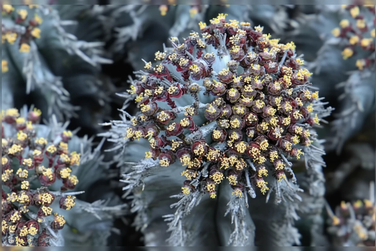 Молочай хорріда