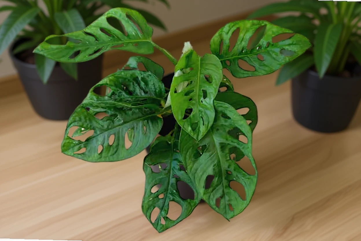 Монстера обліква