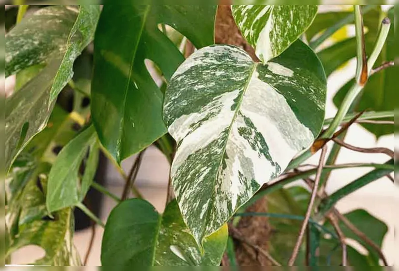 Монстера варієгатна Альба