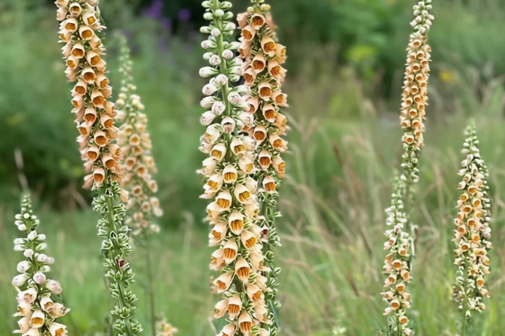 Наперстянка іржава / Digitalis ferruginea