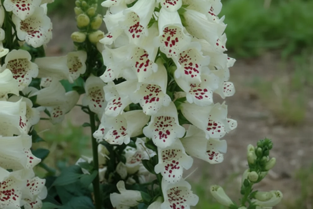 Наперстянка Камелот Вайт / Digitalis purpurea Camelot White