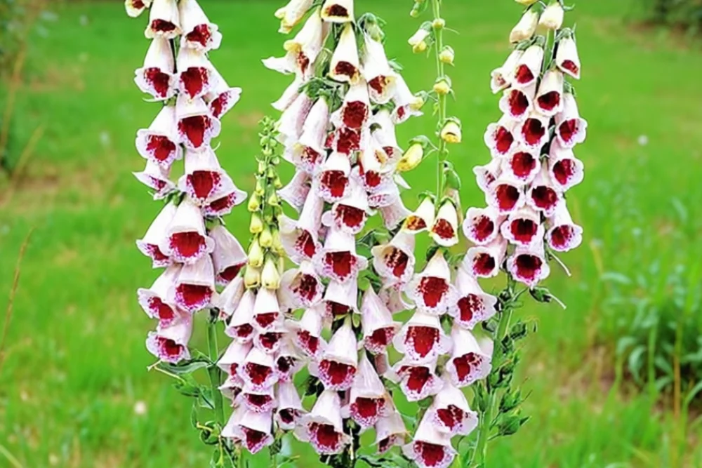 Наперстянка Памс Чойс / Digitalis purpurea Pams Choice