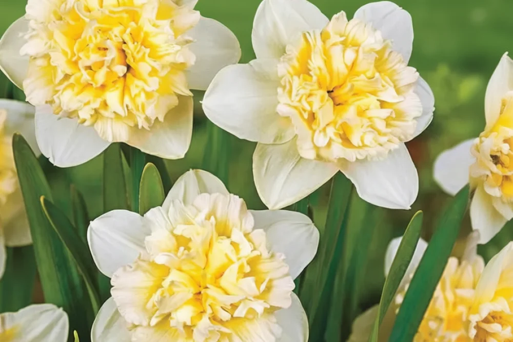 Нарцис Айс Кінг / Narcissus Ice King