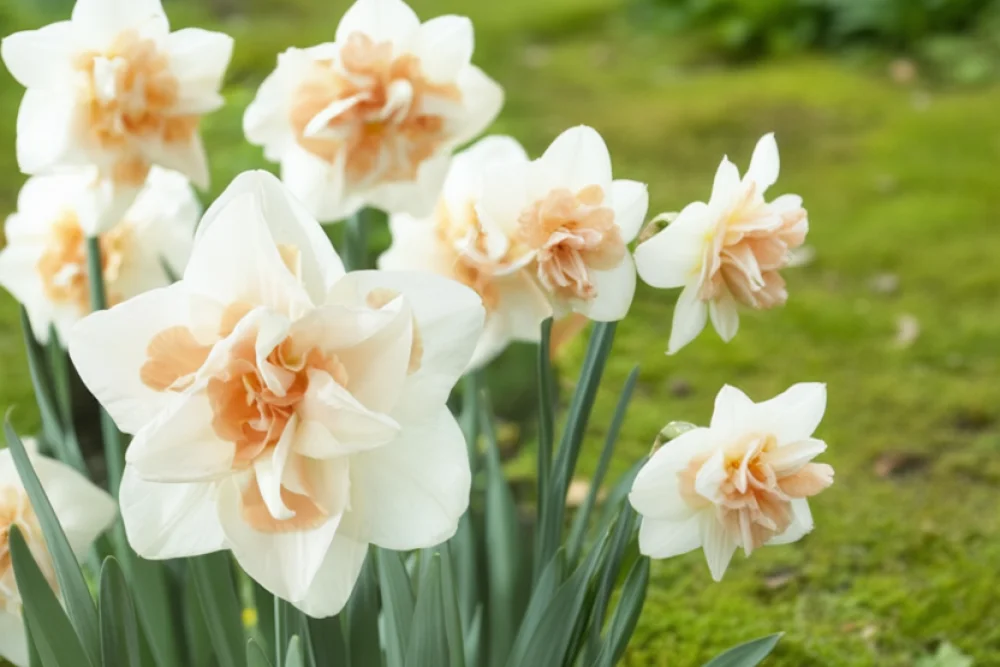 Нарцис Дельнашо / Narcissus Delnashaugh