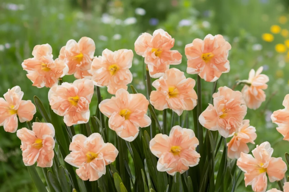 Нарцис Ейпрікот Вірл / Narcissus Apricot Whirl