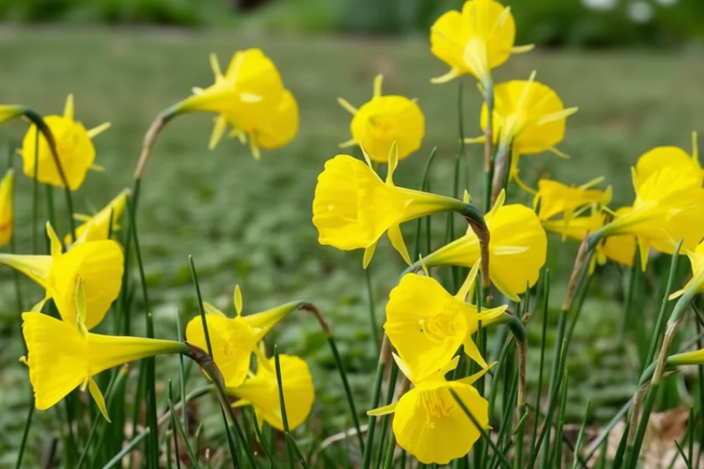 Нарцис Голден Беллс / Narcissus bulbocodium Golden Bells