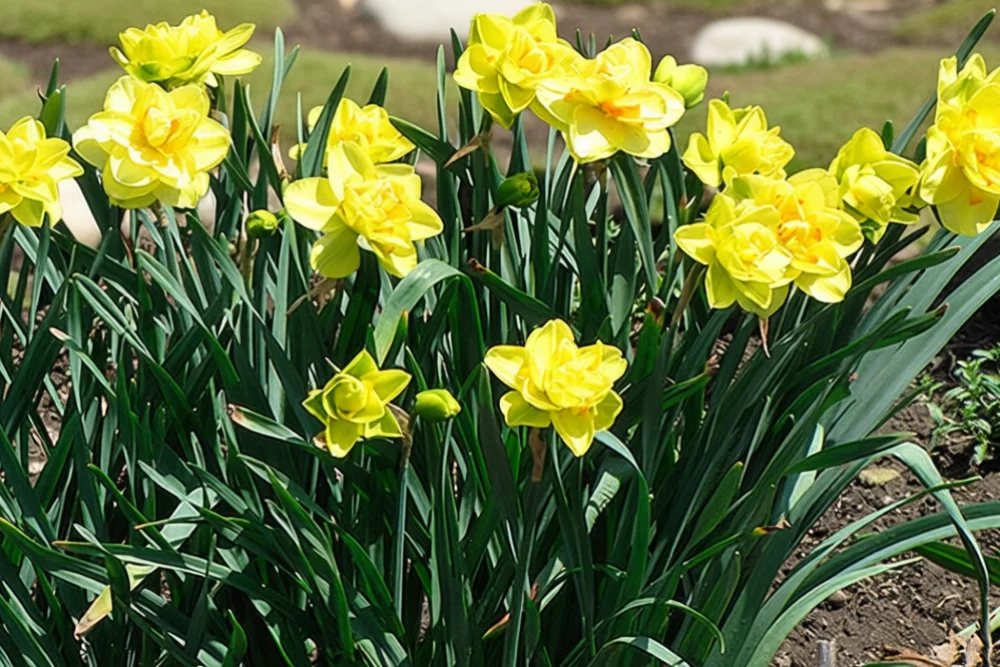 Нарцис Голден Дукат / Narcissus Golden Ducat
