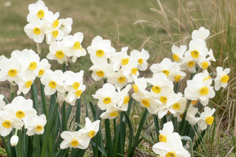 Нарцис Китайська священна лілія / Narcissus Chinese Sacred Lily