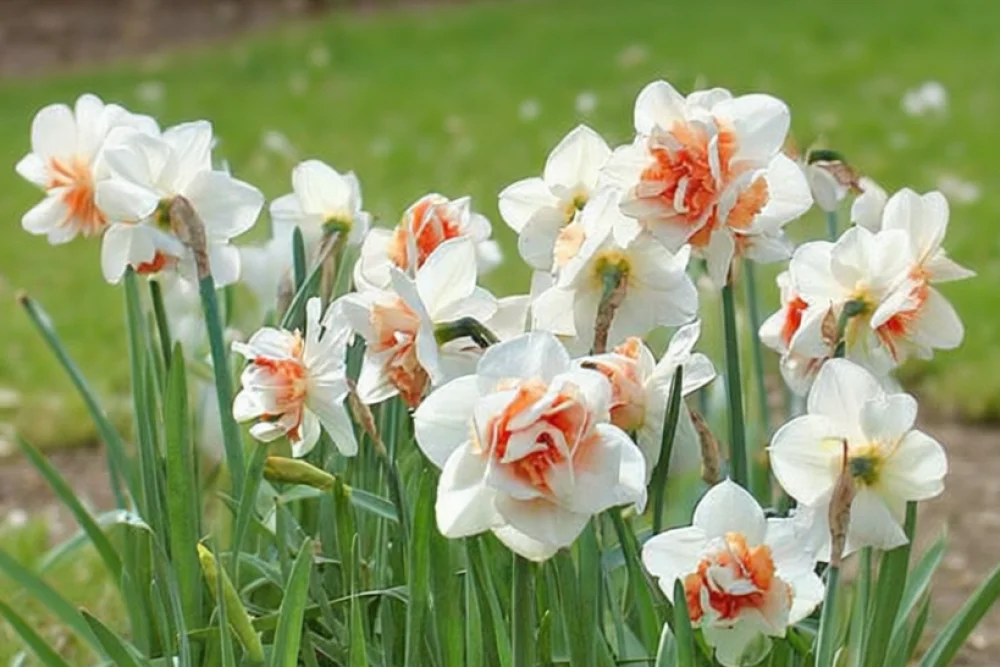 Нарцис Репліт / Narcissus Replete