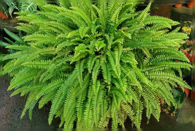 Нефролепіс піднесений