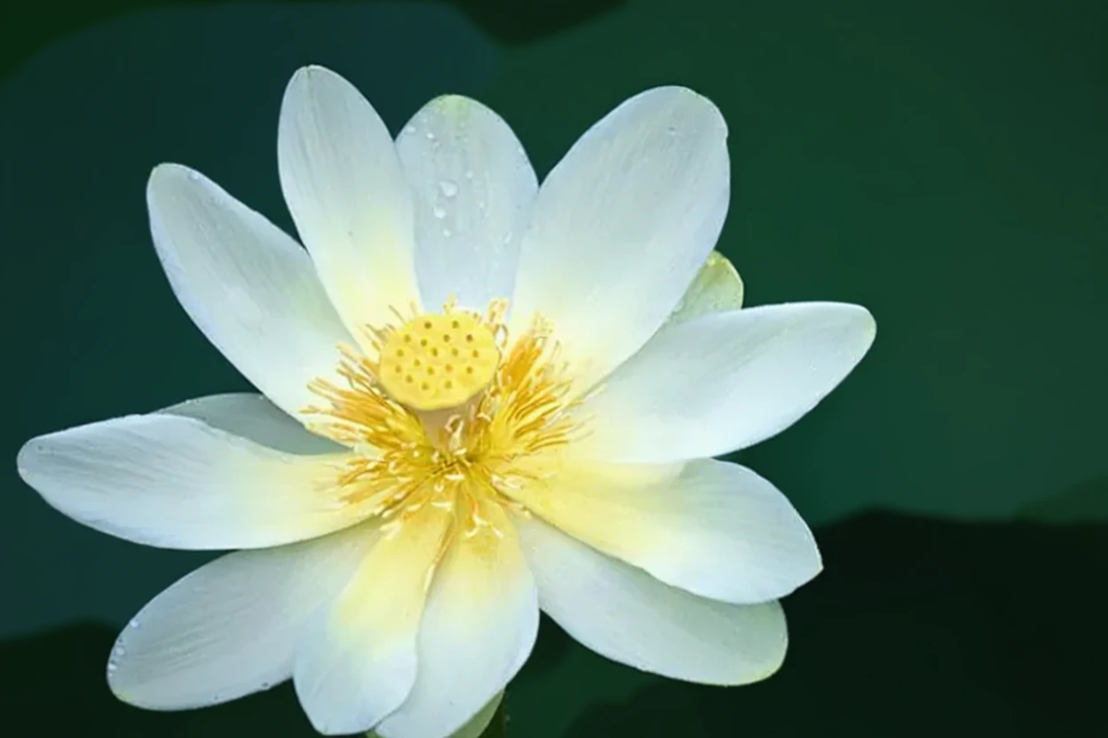 Нелюмбо жовта / Nelumbo lutea