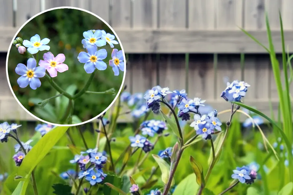 Незабудка болотна / Myosotis scorpioides