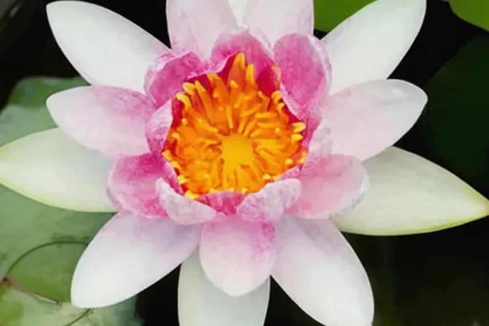 Німфея Місіс Річмонд / Nymphaea Mrs Richmond