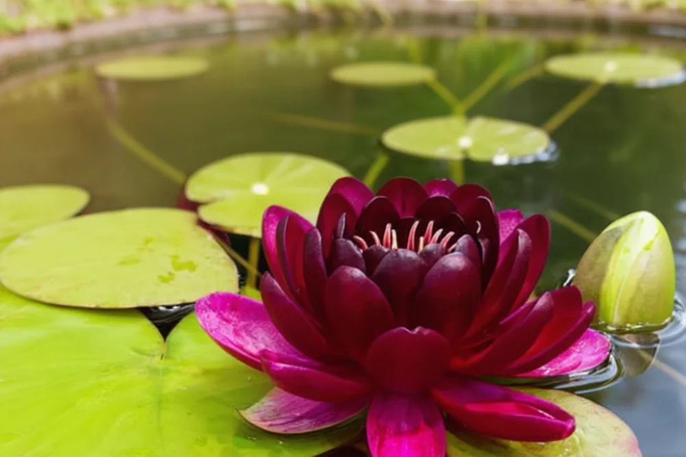 Німфея Олмост Блек / Nymphaea Almost Black