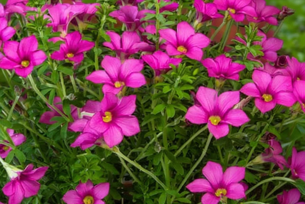 Оксаліс хірта / Oxalis hirta