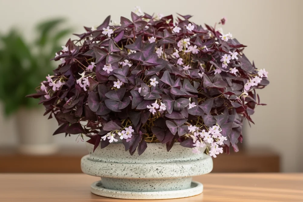 Оксаліс трикутний / Oxalis triangularis