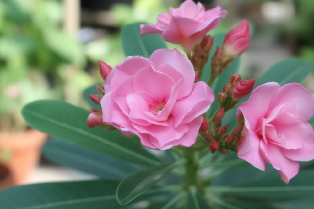 Олеандр Спленденс / Nerium oleander Splendens