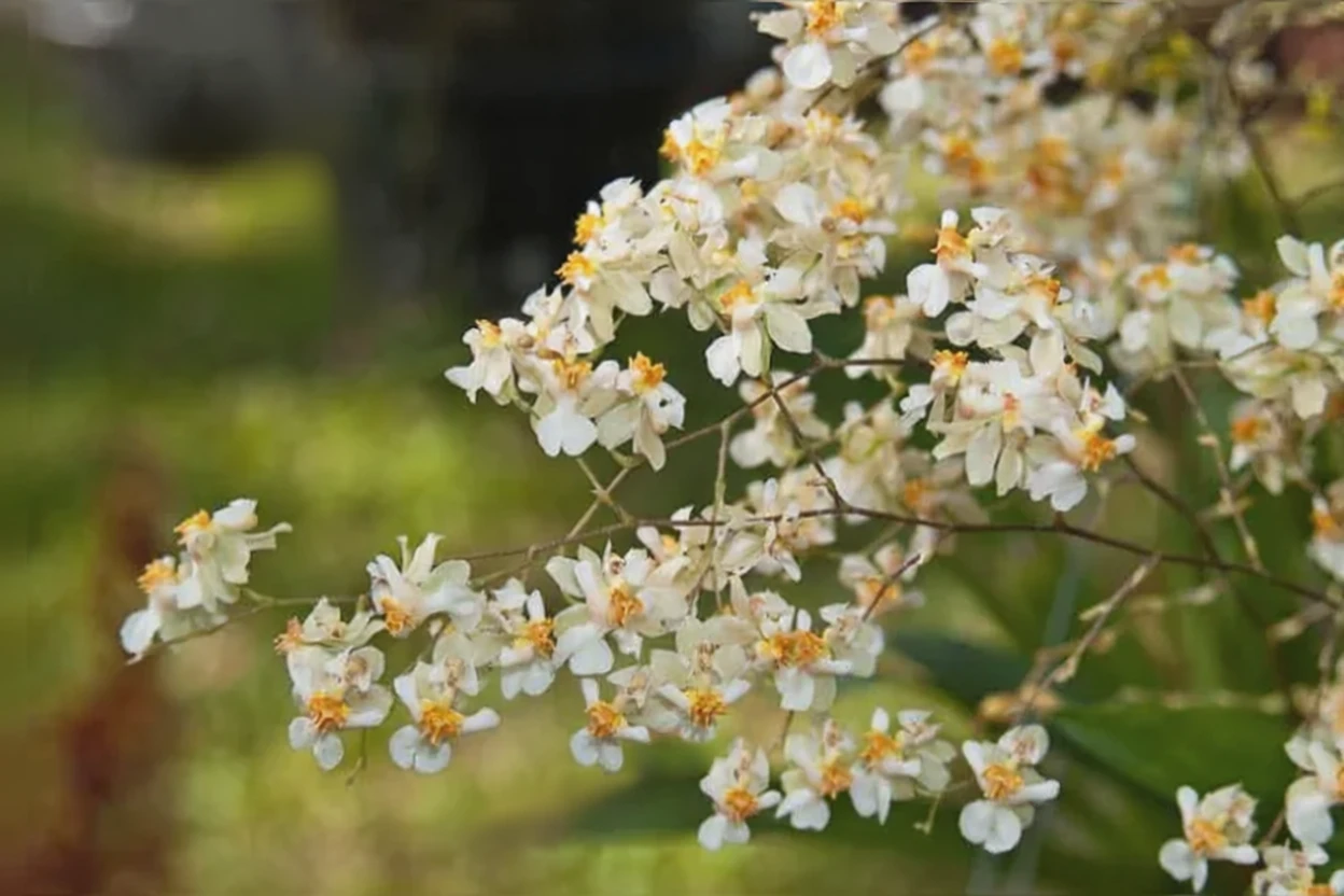 Онцідіум Твінкл / Oncidium Twinkle gx