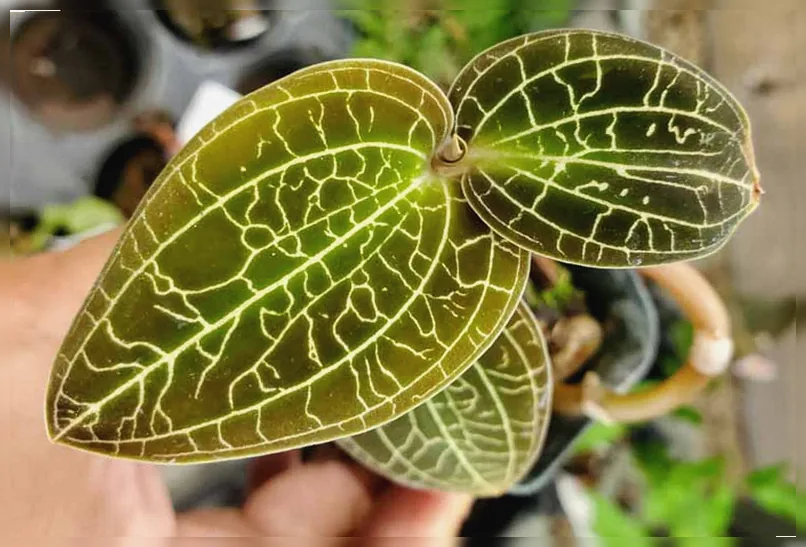 Орхідея Макодес