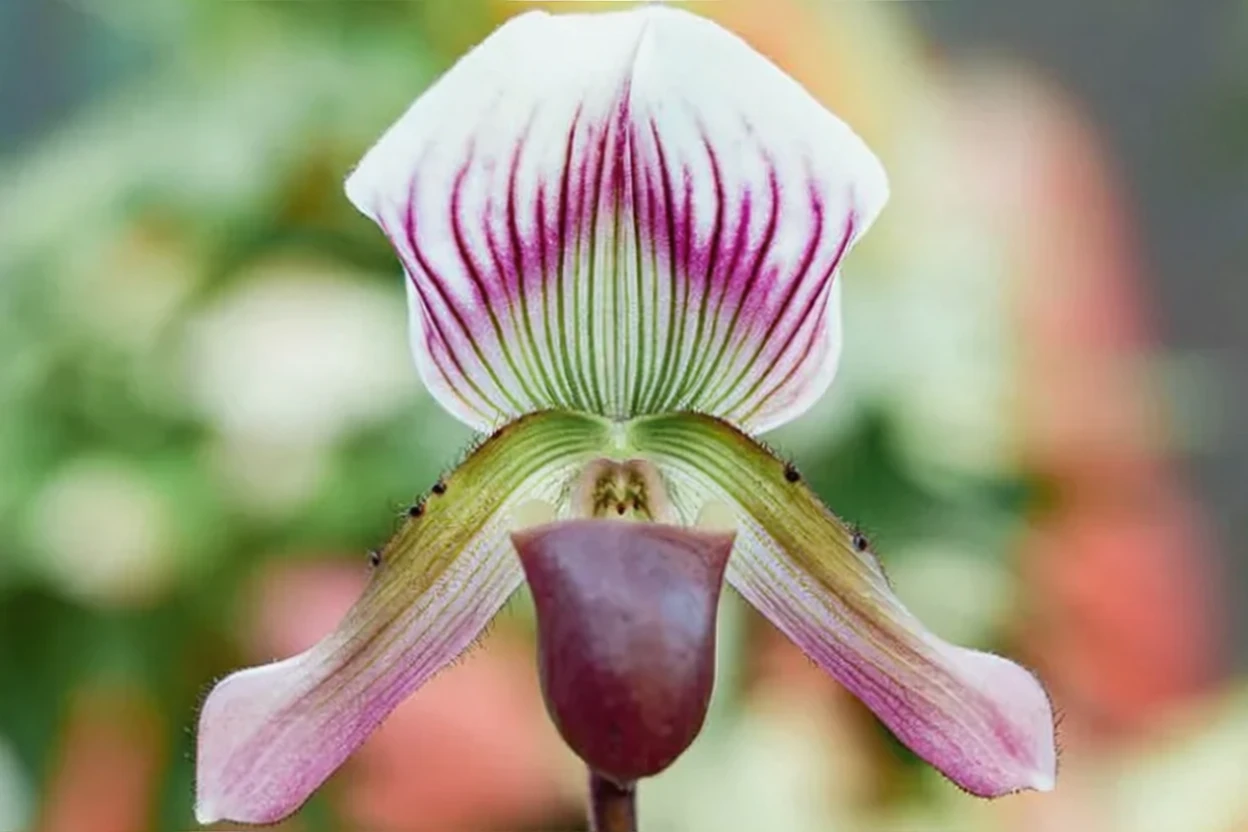 Пафіопеділум каллозум / Paphiopedilum callosum