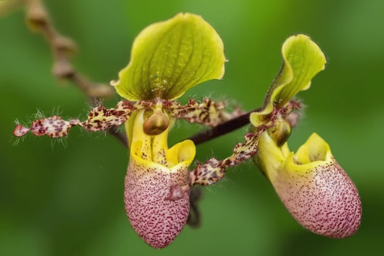 Пафіопеділум Піноккіо / Paphiopedilum Pinocchio gx
