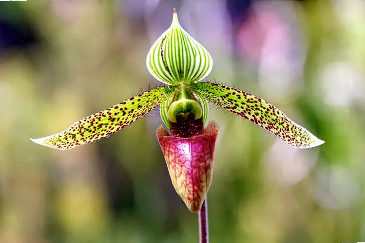 Пафіопеділум сухакуліі / Paphiopedilum sukhakulii